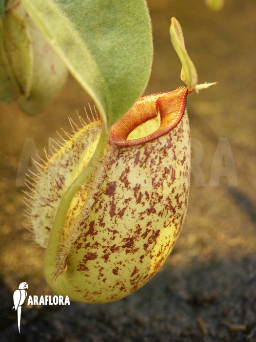 Nepenthes x hookeriana