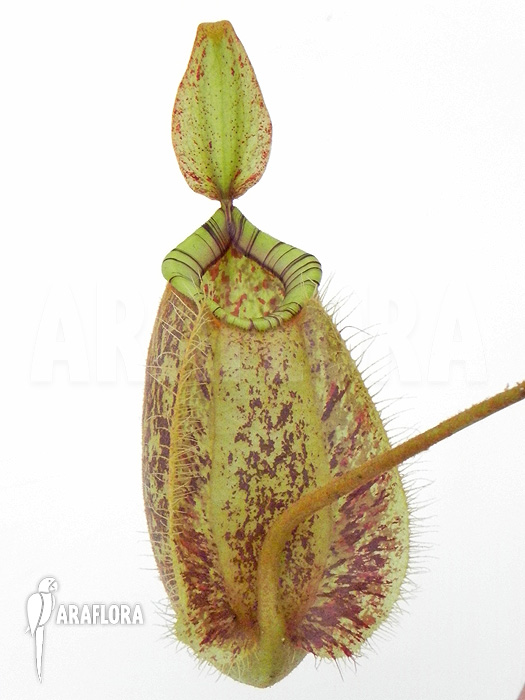 Nepenthes x hookeriana ‘Dark’