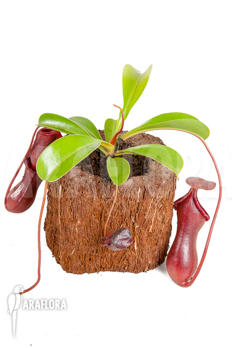 Nepenthes x lowii x ventricosa