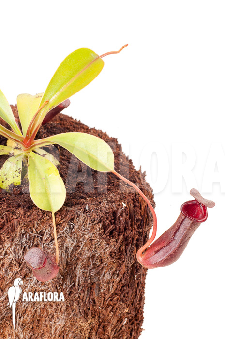 Nepenthes x lowii x ventricosa ‘S’