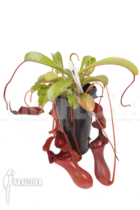 Nepenthes x lowii x ventricosa XL