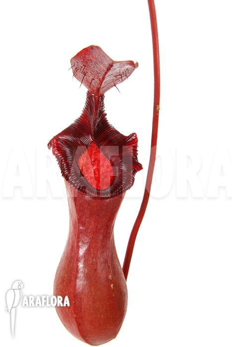Nepenthes x lowii x ventricosa XL