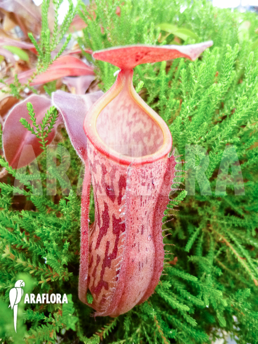Nepenthes x ‘Pink Panther’