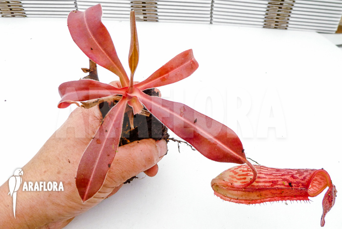 Nepenthes x ‘Pink Panther’