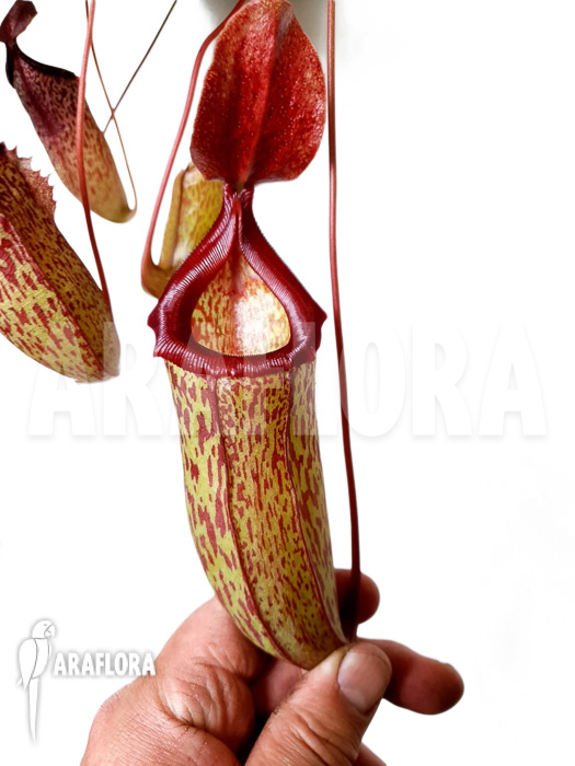 Nepenthes x sam