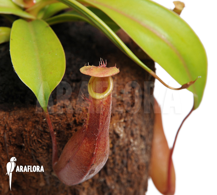 Nepenthes x ventrata