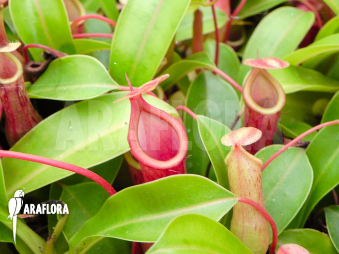 Nepenthes x ventrata