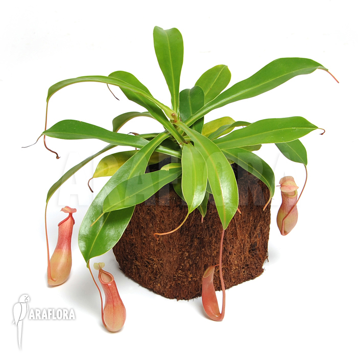 Nepenthes x ventrata ‘L’