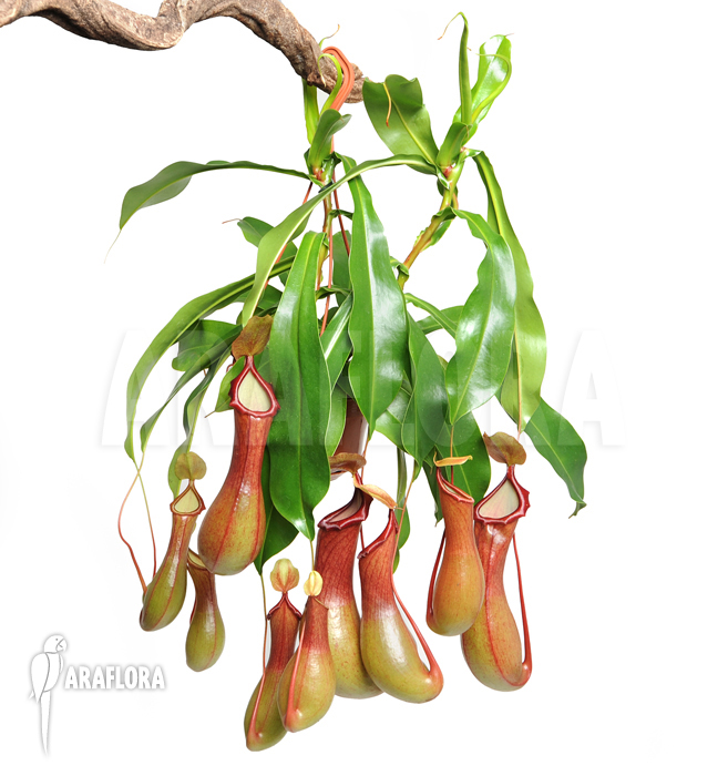 Nepenthes x ventrata ‘XL’