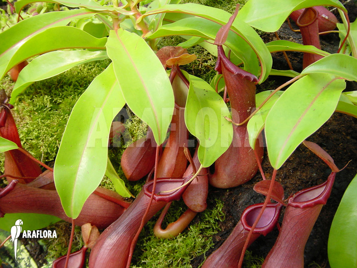 Nepenthes x ventrata ‘XL’