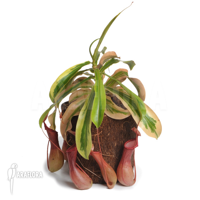 Nepenthes x ventrata ‘Variagated’