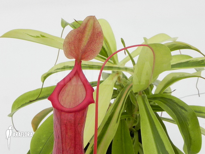 Nepenthes x ventrata ‘Variagated’