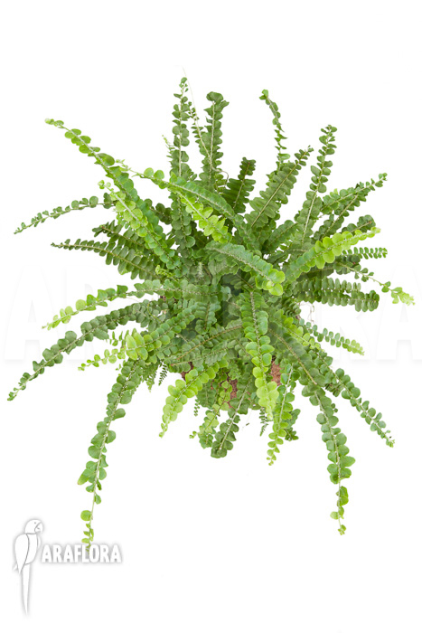 Nephrolepis cordifolia ‘Duffii’