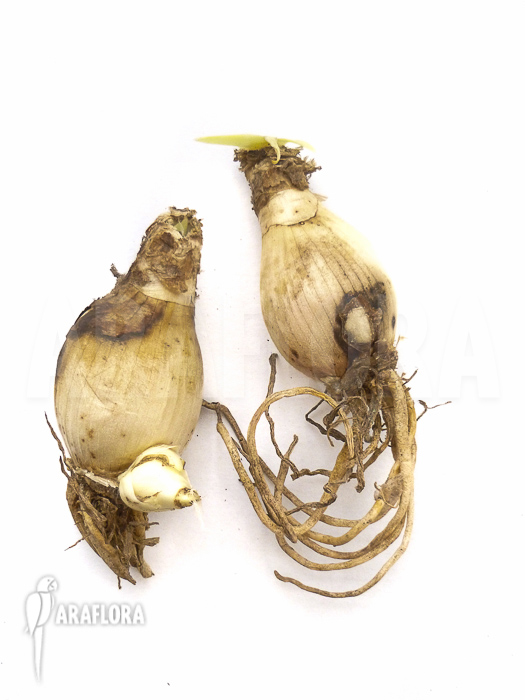 Nerine bowdenii bulb