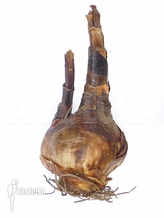 Nerine bowdenii bulb