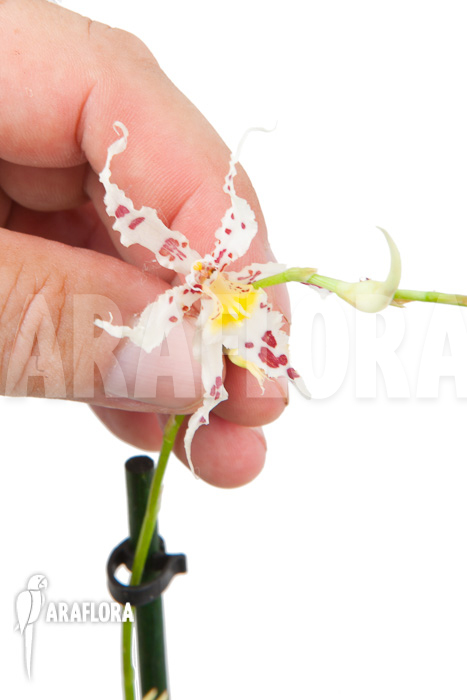 Odontoglossum naevium