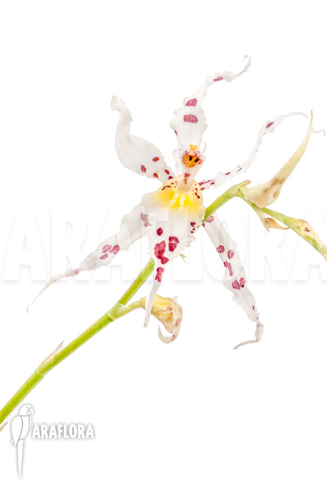 Odontoglossum naevium