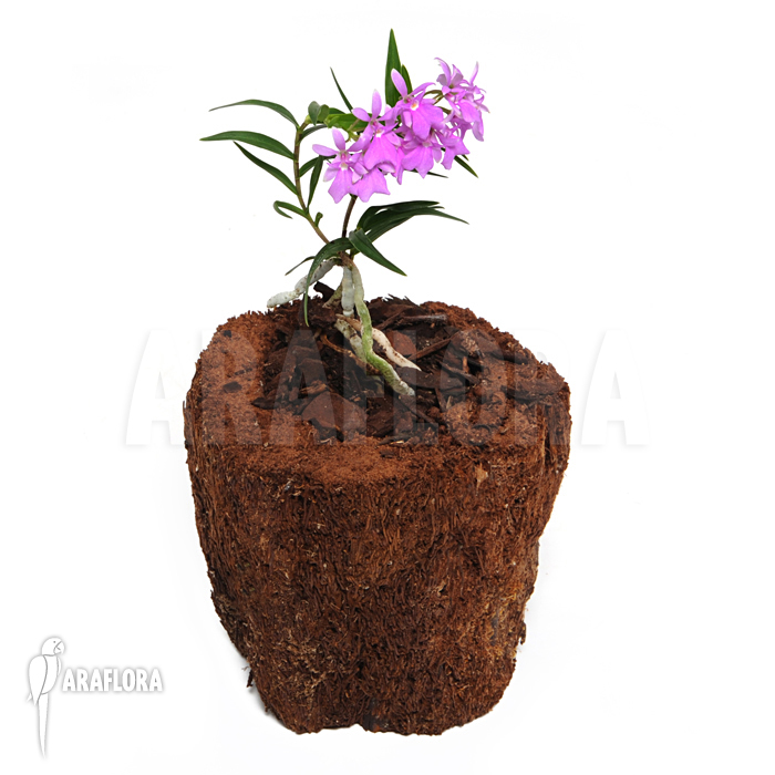 Oerstedella centradenia