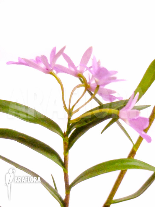 Oerstedella centradenia