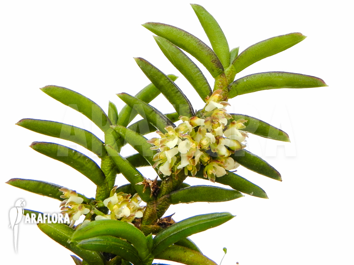 Omoea philippinensis