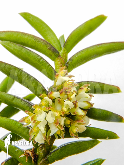 Omoea philippinensis