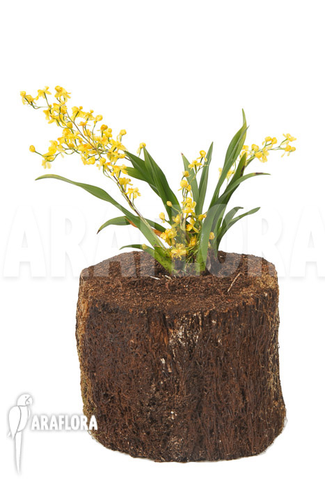 Oncidium ‘Twinkle pearl’