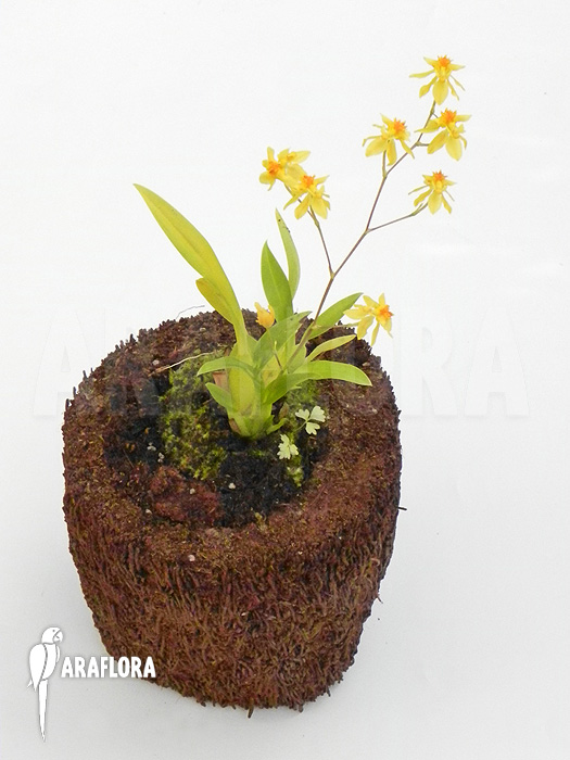Oncidium cheirophorum ‘S’