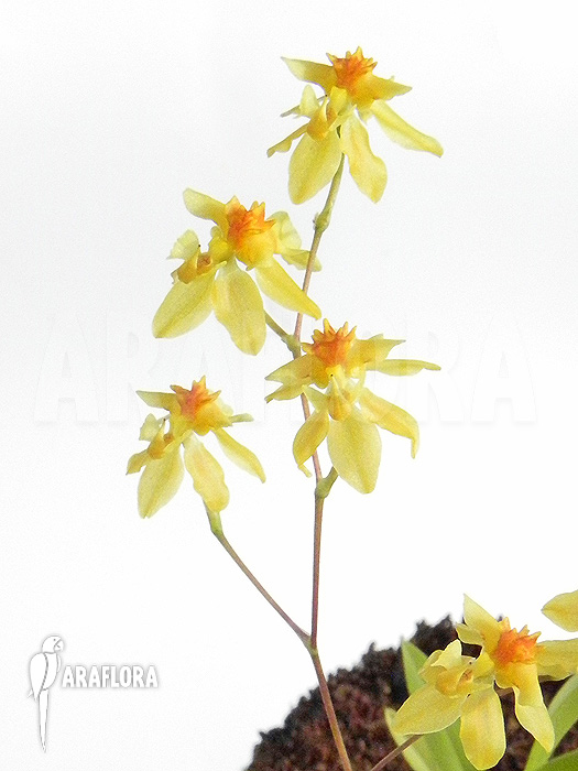 Oncidium cheirophorum ‘S’