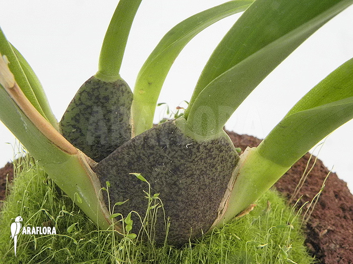 Oncidium onustum ‘L’