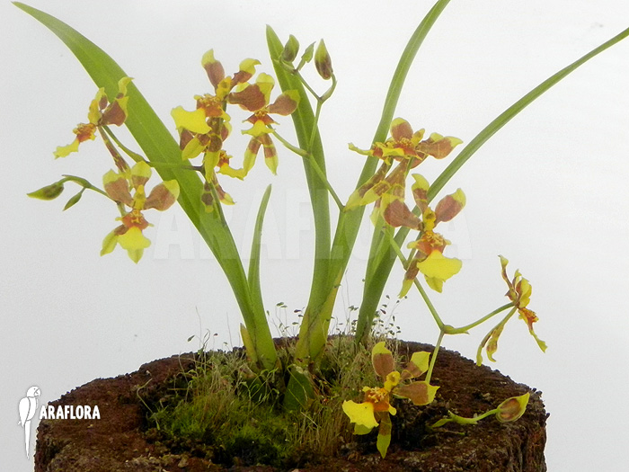 Oncidium unknown mini
