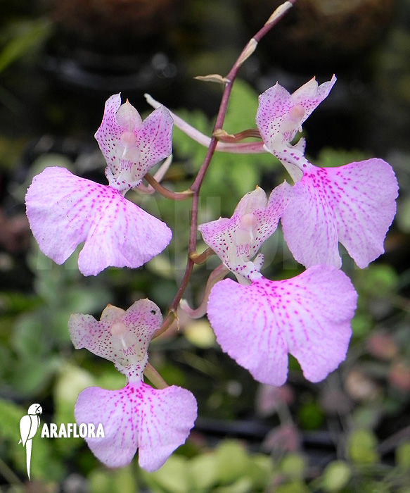 Oncidium variegatum ‘Cuba’