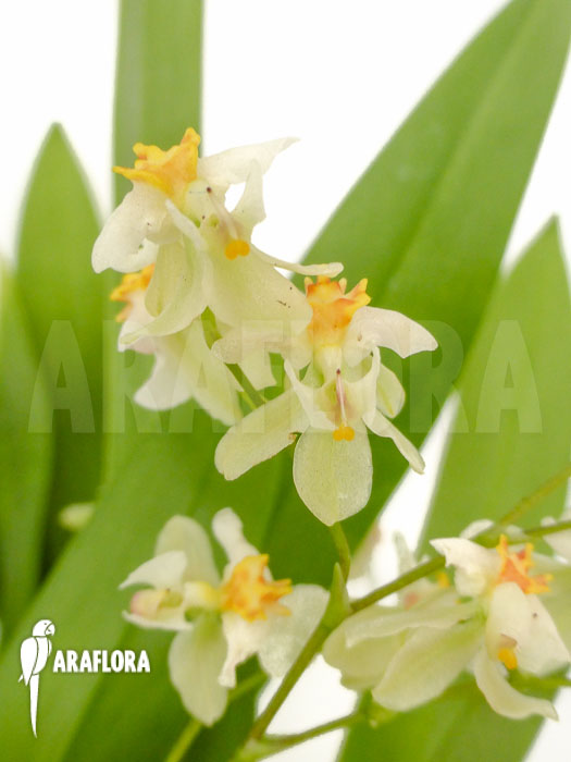 Oncidium x super yellow parfume