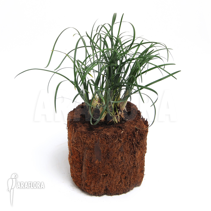 Ophiopogon japonicus