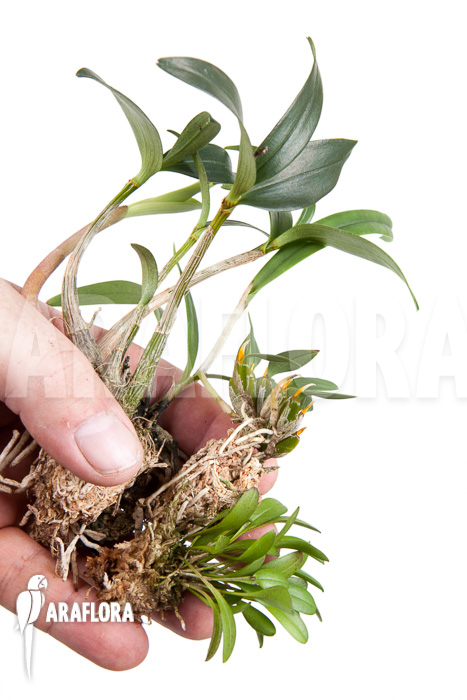 Orchid starter package botanical 3