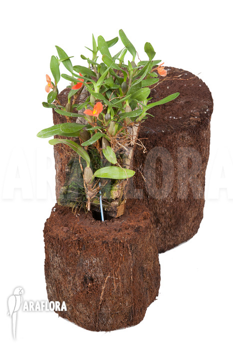 Ornithidium sophronitis ‘mounted’