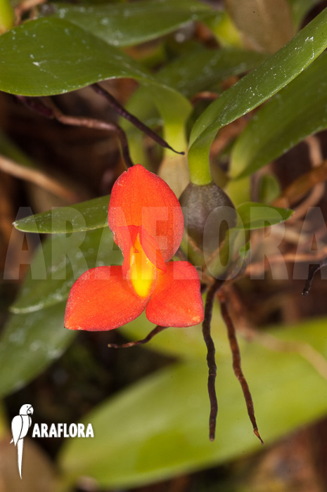 Ornithidium sophronitis ‘mounted’