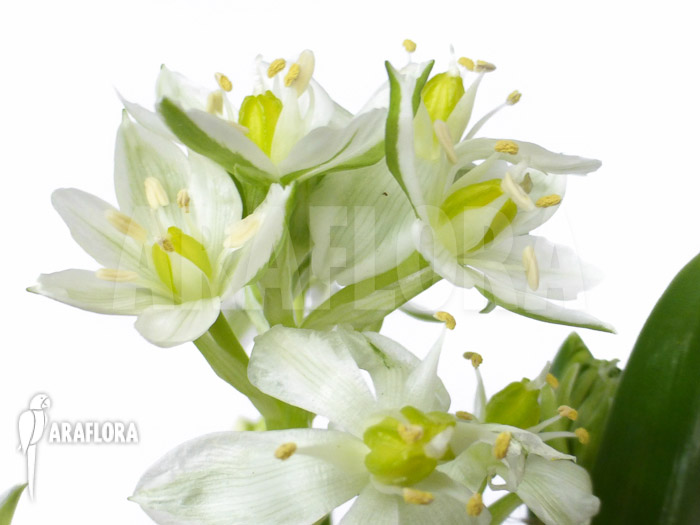 Ornithogalum balansae