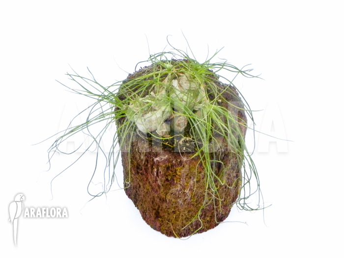 Ornithogalum lithopsoides