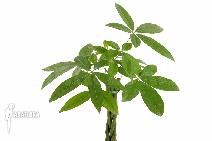 Pachira aquatica ‘M’