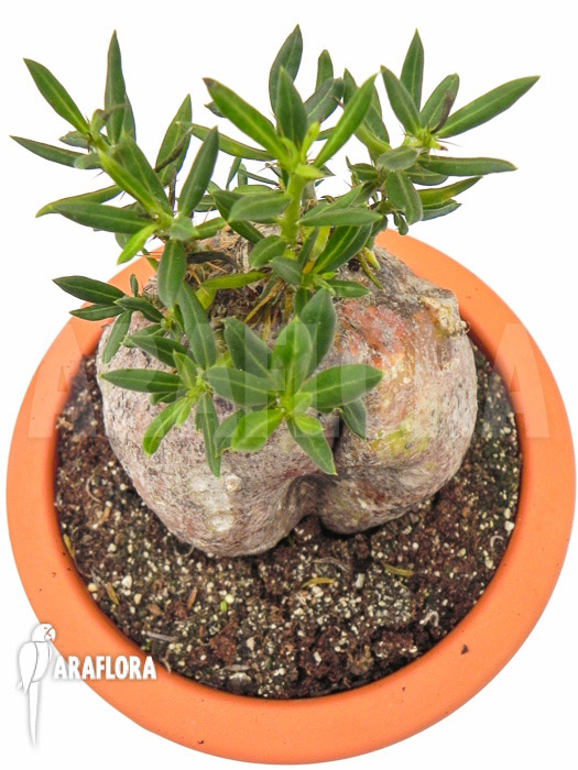 Pachypodium bispinosum