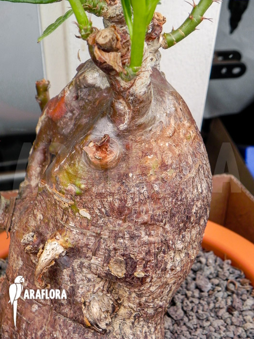 Pachypodium succulentum
