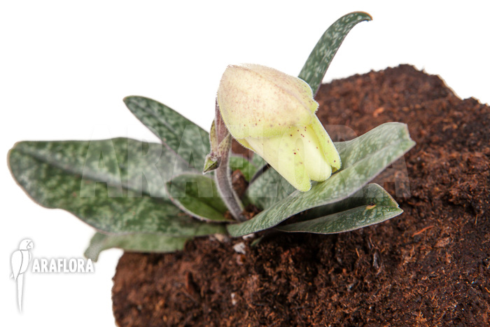 Paphiopedilum concolor