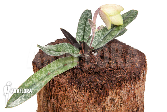 Paphiopedilum concolor