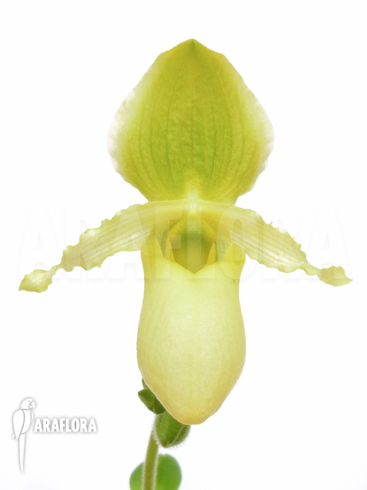Paphiopedilum pinocchio