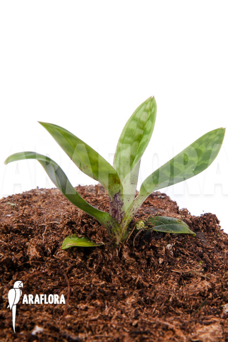 Paphiopedilum wardii