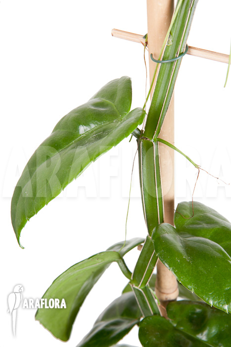 Parthenocissus quadragfolia