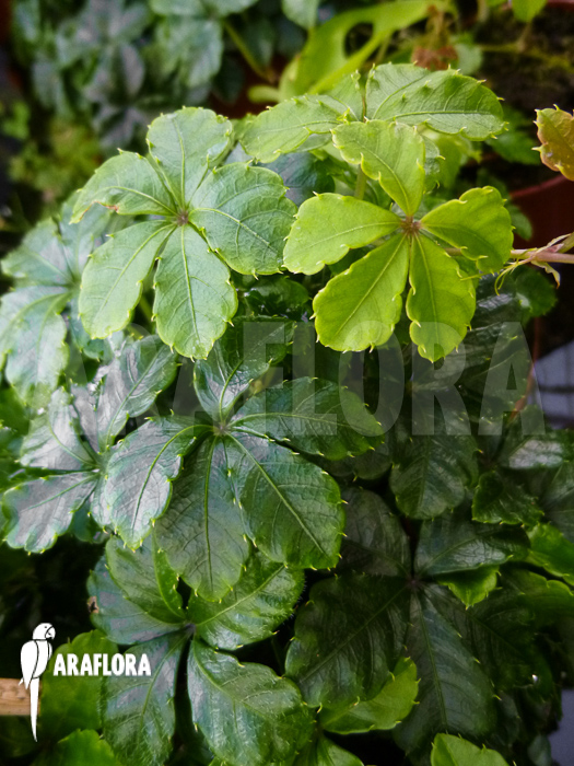 Parthenocissus striata