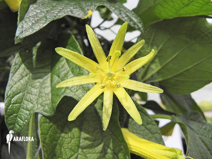 Passiflora citrina