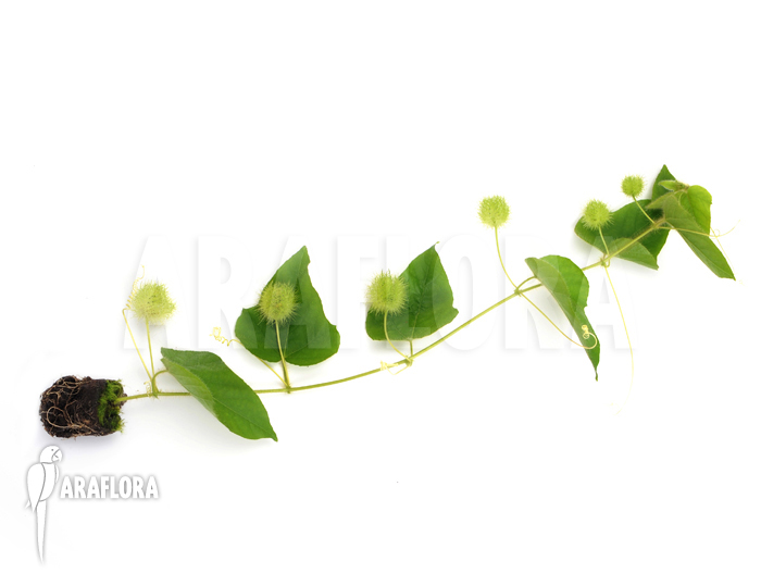 Passiflora foetida ‘Platanal’