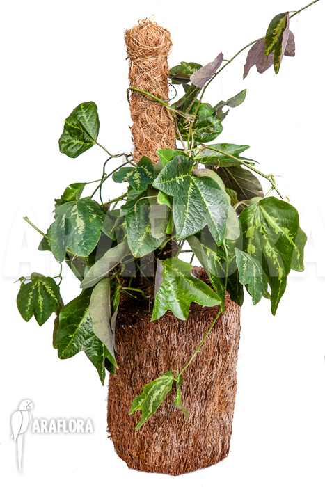 Passiflora tricuspis